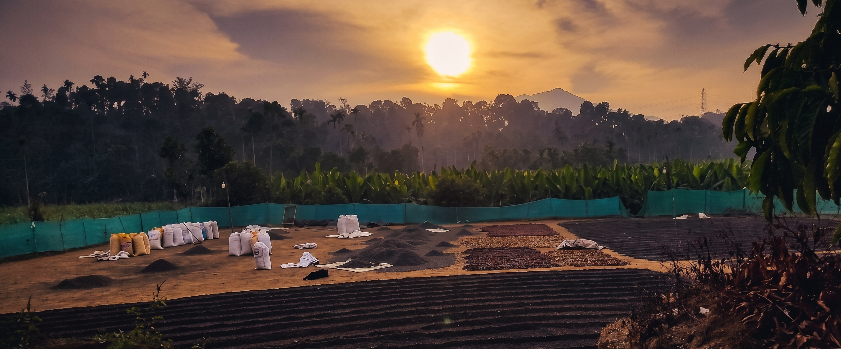 Sun drying and processing beans